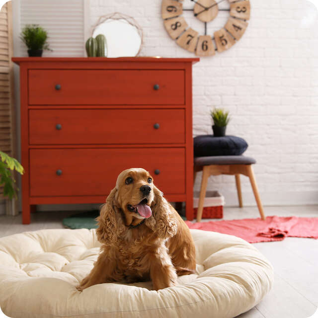 Pet-friendly tips to decorate your home