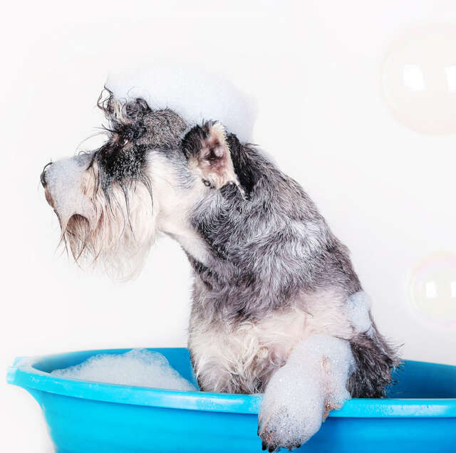 5 tips for dog bath