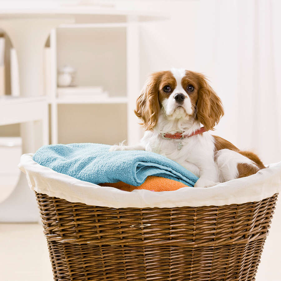Triky pro odstraňování zvířecích chlupů z prádla