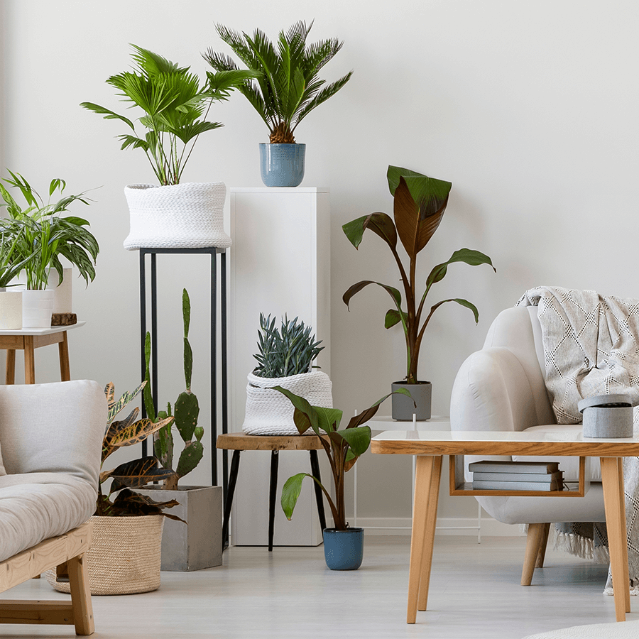 Furnishing your home with plants - the hardiest