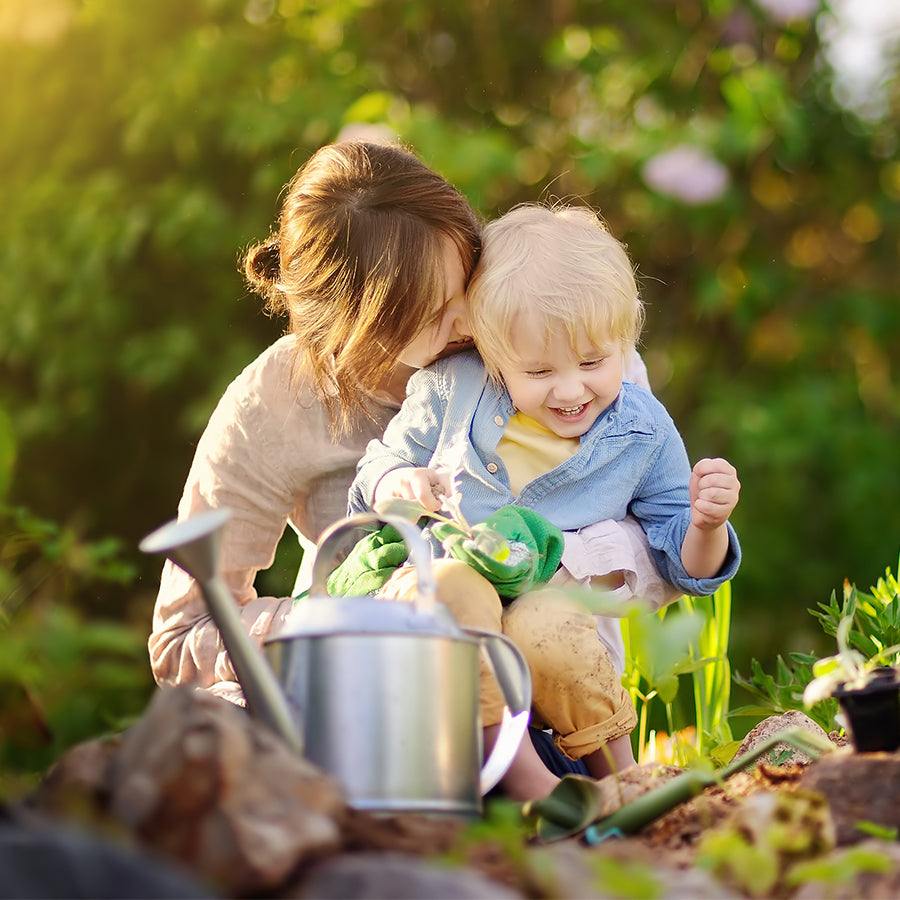 Planter et faire pousser la citronnelle, la plante anti-moustique