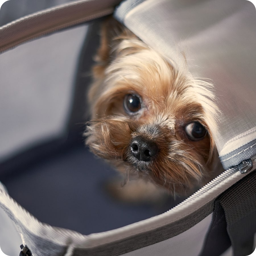 In vacanza con il cane: come viverla al meglio
